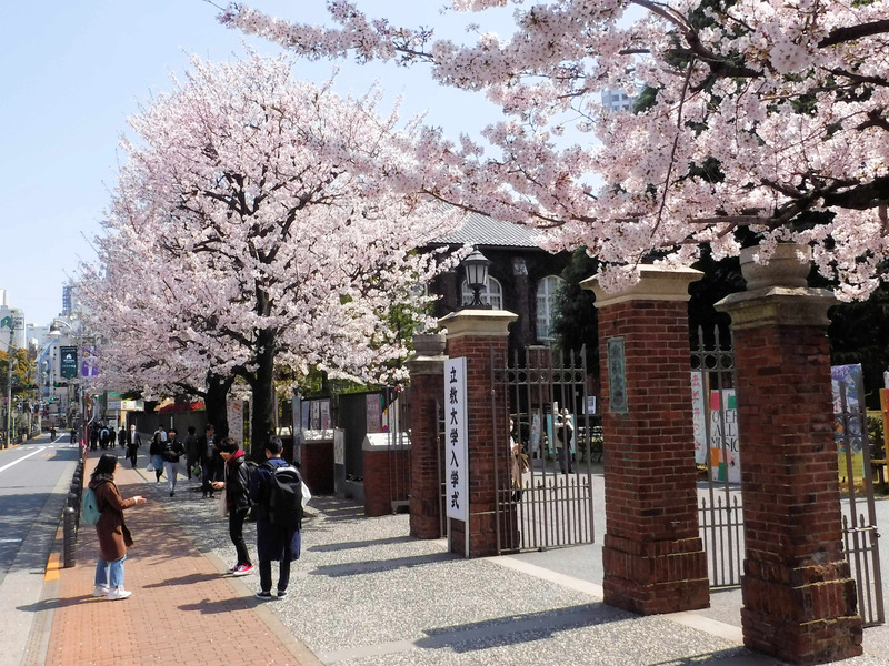 3-2　立教通り桜